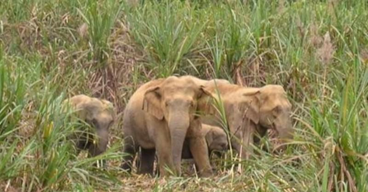 Người đàn ông bị thương nặng nghi bị voi rừng quật ở Đồng Nai