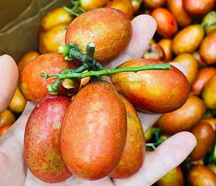 Quả máu chỉ nhỏ như quả cà chua bi, mọc thành từng chùm.