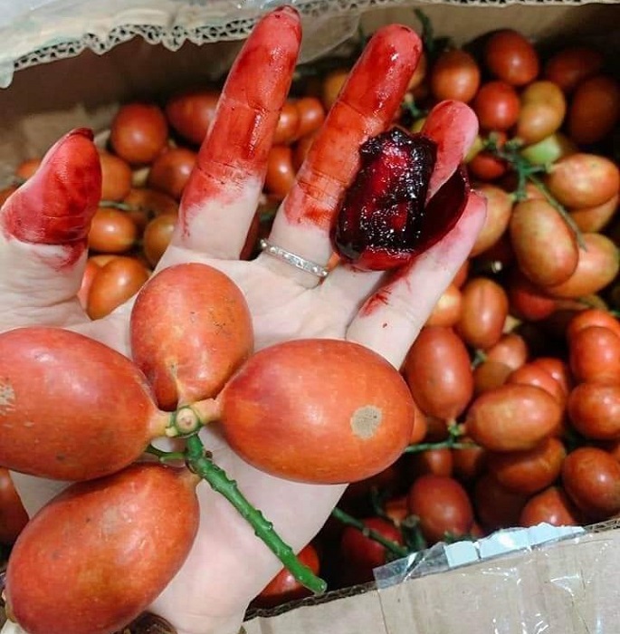 Với lớp thịt đỏ như máu nên được gọi là quả máu.