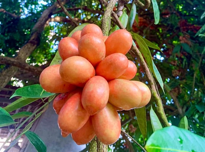 Nhiều gia đình đã ươm và trồng quả máu trong vườn nhà.