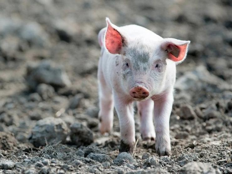 Thế giới - Phát hiện mới có thể làm thay đổi quan niệm về cái chết