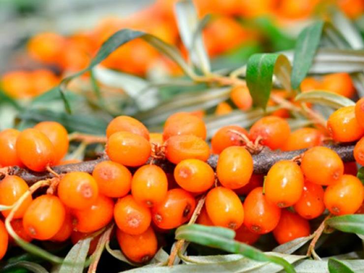 Thị trường - Tiêu dùng - Quả mọc dại ở xứ Trung, sang Nhật bán hơn trăm nghìn/kg