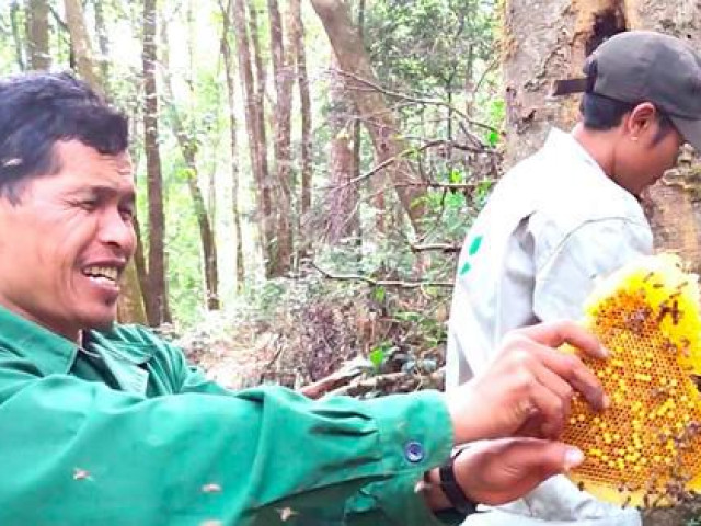 Tin tức trong ngày - Kỳ thú khai thác mật ong sâm Ngọc Linh