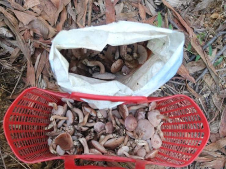 Thị trường - Tiêu dùng - "Lộc trời" ở Việt Nam xuất hiện vào mùa mưa, dân đua nhau hái bán "hốt bạc"