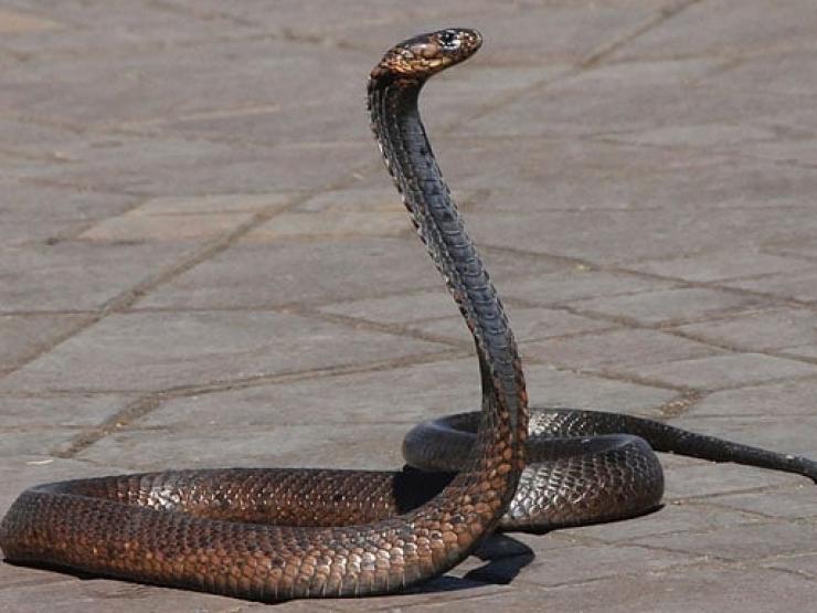 Thế giới - Ấn Độ: Dự đám tang người thân bị rắn cắn, người đàn ông bị rắn cắn tử vong