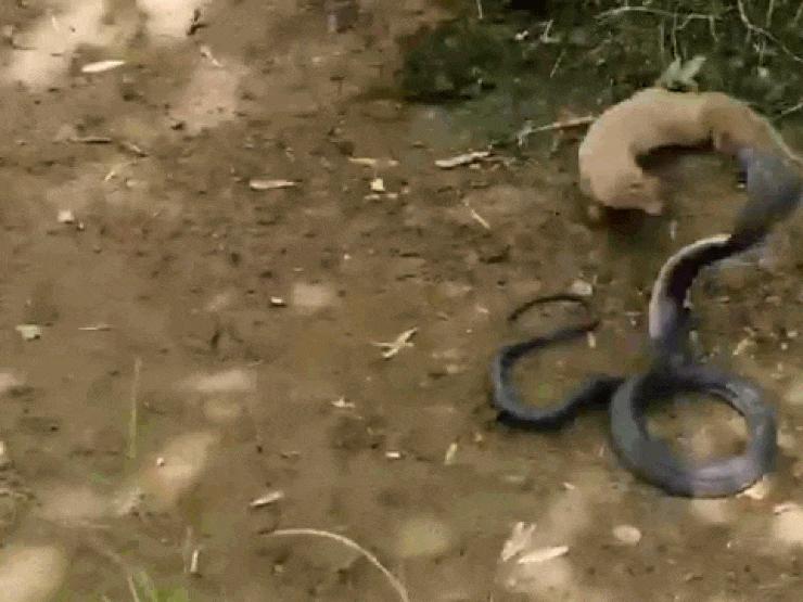 Media - Tử chiến "mãng xà" kịch độc, cầy mangut cắn nát đầu đối thủ