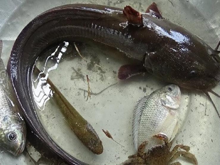 Thị trường - Tiêu dùng - Loại cá ở Việt Nam có thể gây nguy hiểm, xưa không ai ăn nay bán 230.000 đồng/kg