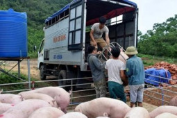 Thị trường - Tiêu dùng - Siết chặt lợn xuất lậu qua biên giới, giá lợn hơi đột ngột giảm mạnh