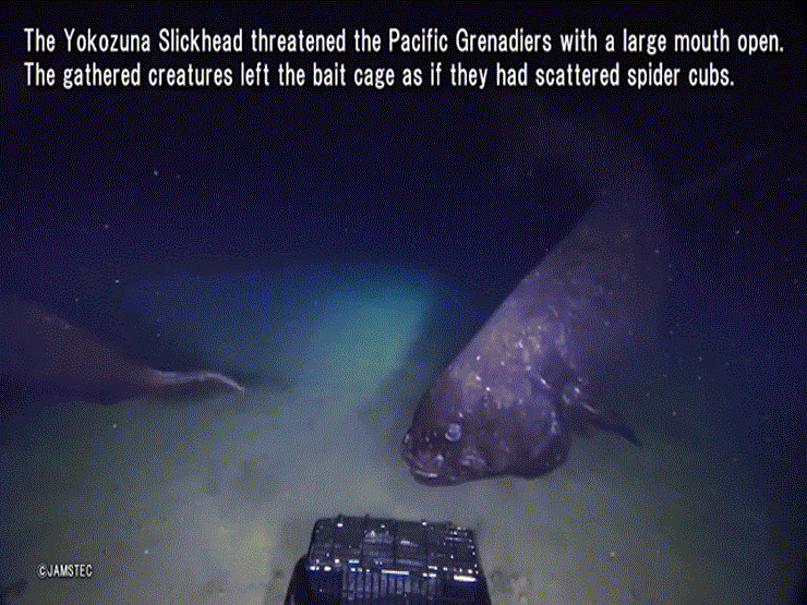 Video hiếm quay cảnh loài cá lớn nhất thế giới có thể sống ở độ sâu gần 2.000 mét