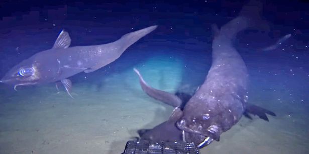 Đây là lần đầu tiên các nhà khoa học quay được cảnh con cá sống dưới đáy biển sâu có chiều dài 2,5 mét.