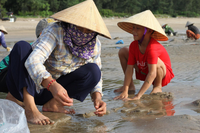 Sáng sớm, khi du khách còn ngủ say thì trên bãi biển Quỳnh thơ mộng (xã Quỳnh Bảng, huyện Quỳnh Lưu, Nghệ An) đã tấp nập cảnh mưu sinh. Dưới biển ngư dân hối hả kéo lưới, trên bờ hàng trăm người lại hì hục xới cát tìm ngao.
