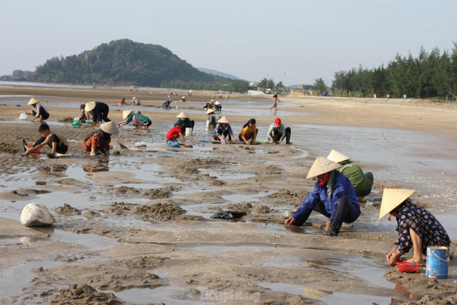 Hàng trăm người chen chúc lật cát tìm ngao trên bãi biển - 3