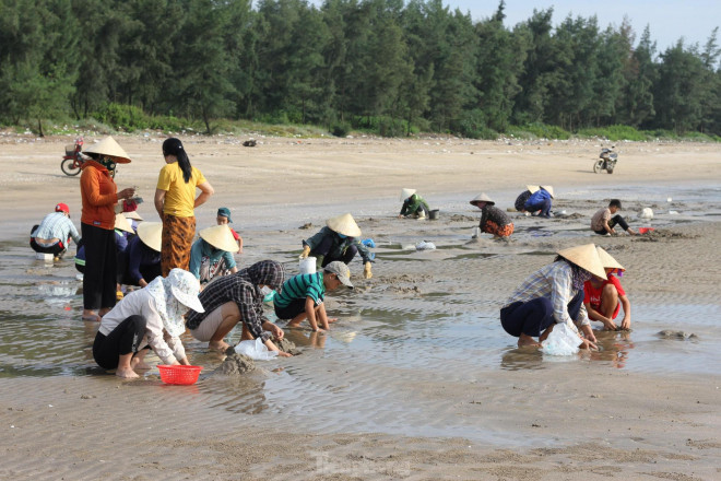 Hàng trăm người chen chúc lật cát tìm ngao trên bãi biển - 9