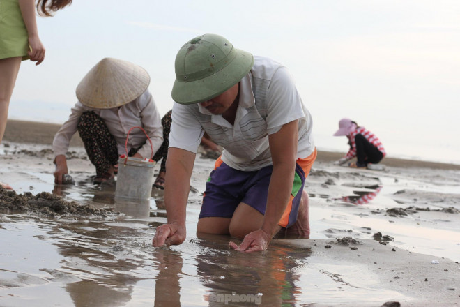 Hàng trăm người chen chúc lật cát tìm ngao trên bãi biển - 11