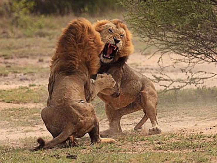 Media - Hai sư tử đực đại chiến tranh giành sư tử cái
