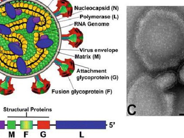 Thế giới - Trung Quốc: Hàng chục người nhiễm loại virus mới chết người