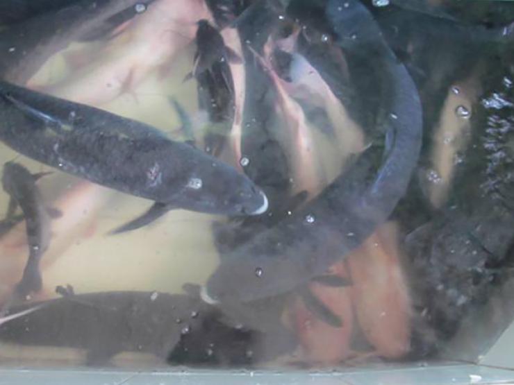 Thị trường - Tiêu dùng - Loài cá tiến vua tưởng tuyệt chủng ở Việt Nam, dân nuôi "bỏ túi" trăm triệu/năm