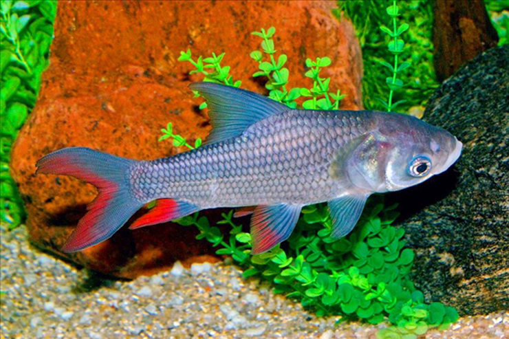 Cá dầm xanh không ăn cám công nghiệp như các loại cá khác mà thức ăn chủ yếu là cỏ, lá sắn, lá chuối, gốc lúa....
