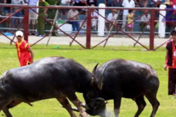 Tin tức trong ngày - Sau 2 năm tạm ngừng, Lễ hội chọi trâu Đồ Sơn 2022 được tổ chức có gì mới?