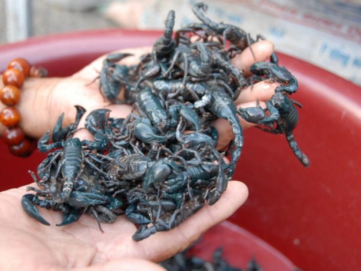 Thị trường - Tiêu dùng - Loài ở Việt Nam đáng sợ nhưng được ví như "thần dược", vào núi "săn" kiếm cả triệu đồng/ngày