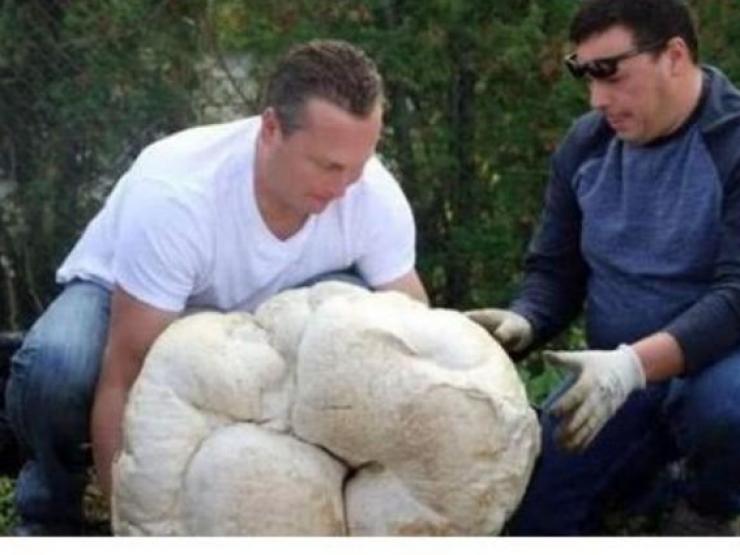 Thị trường - Tiêu dùng - Nấm "lực sĩ" to như cái chum, giá đắt ngang biệt thự