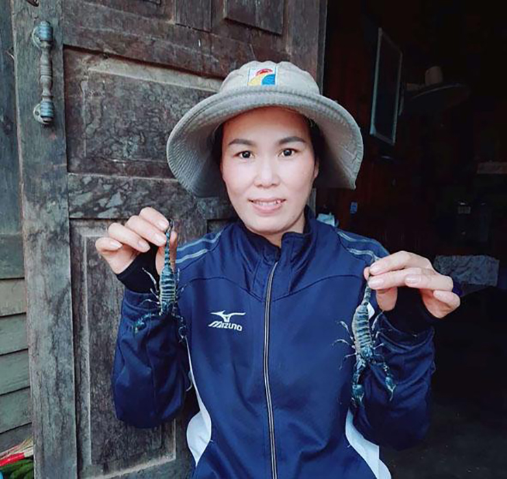 Người dân ở nhiều nơi đã coi nghề săn bọ cạp núi là nghề tay trái “hái ra tiền, nếu may mắn mỗi ngày có thể kiếm được cả triệu đồng
