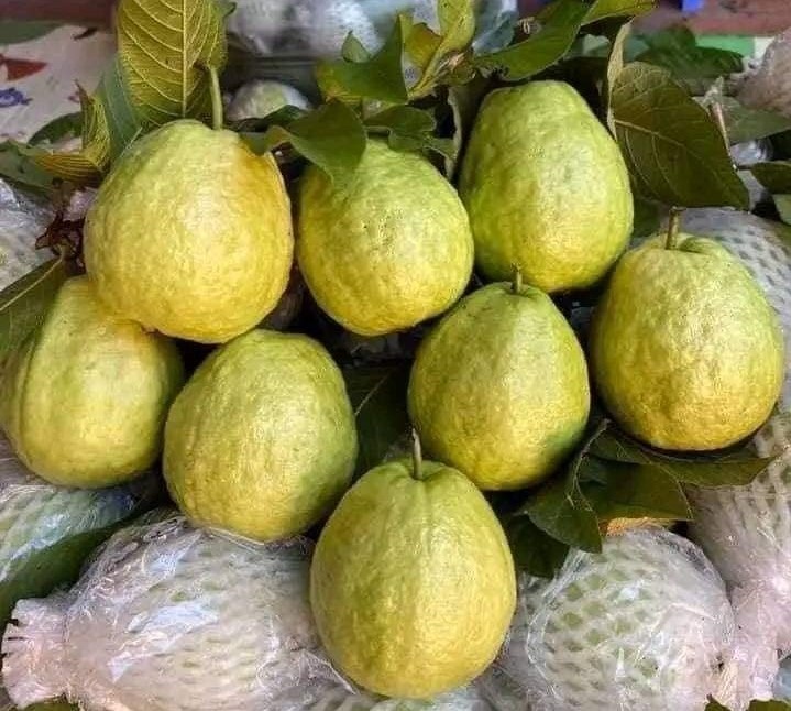 Giá ổi bán tại Hà Nội chỉ 3 nghìn đồng/kg là mức thấp nhất từ trước đến nay.