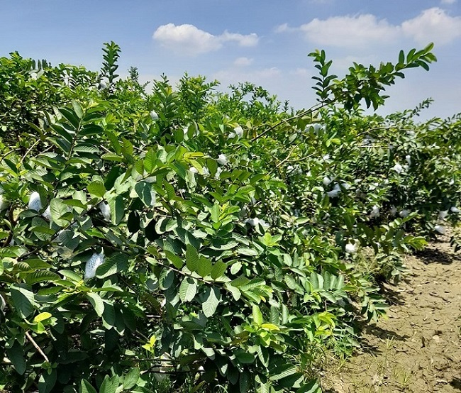 Giá ổi xuống thấp nhưng cũng rất ít thương lái đến mua.