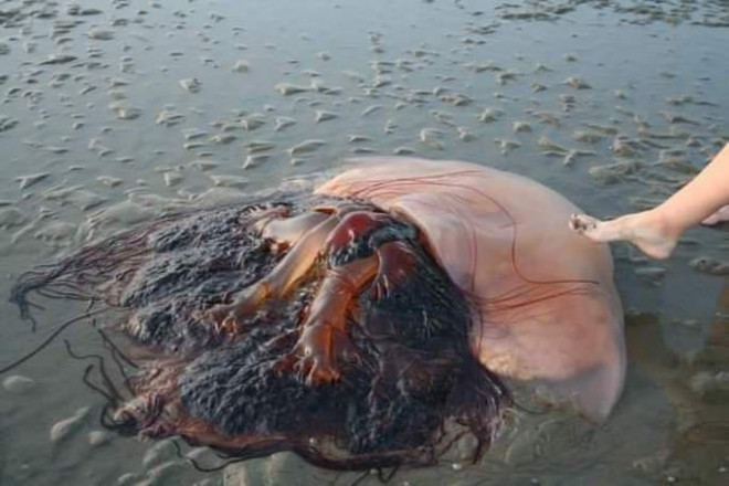 Bức ảnh chụp con sứa khổng lồ tại một bãi biển ở Hàn Quốc đang thu hút sự chú ý trên mạng xã hội. Ảnh: Reddit.com