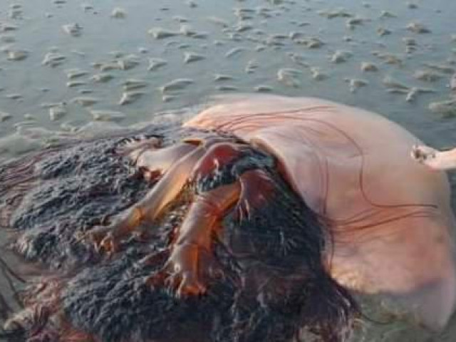 Thế giới - Choáng với con sứa "quái vật" chiều ngang 1,5 m