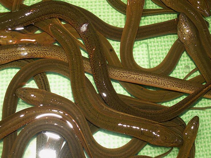 Thị trường - Tiêu dùng - Loài đặc sản trông "sợ khiếp vía", xưa là món ăn nhà nghèo, nay bán 300.000 đồng/kg