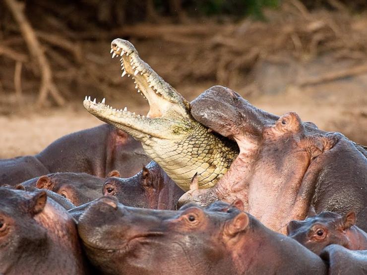 Media - Hà mã nổi điên tấn công khiến mọi kẻ địch đều phải khiếp sợ