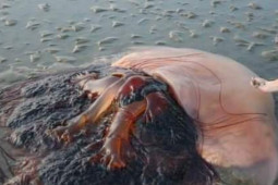 Thế giới - Choáng với con sứa "quái vật" chiều ngang 1,5 m