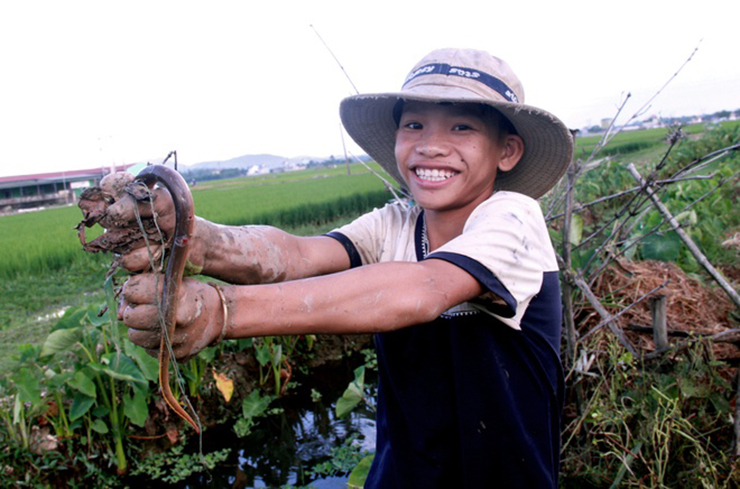 Trước đây, lươn đồng là món ăn dân dã, người dân tranh thủ đi bắt về sau khi đi làm đồng để ăn "cứu đói"
