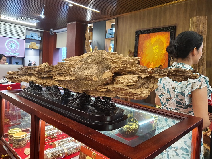 Trầm tốc bông có giá 1 tỷ đồng.