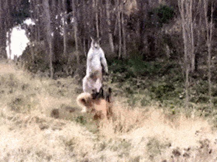 Media - Clip: Chó becgie "đánh nhau" với kangaroo và cái kết đầy bất ngờ