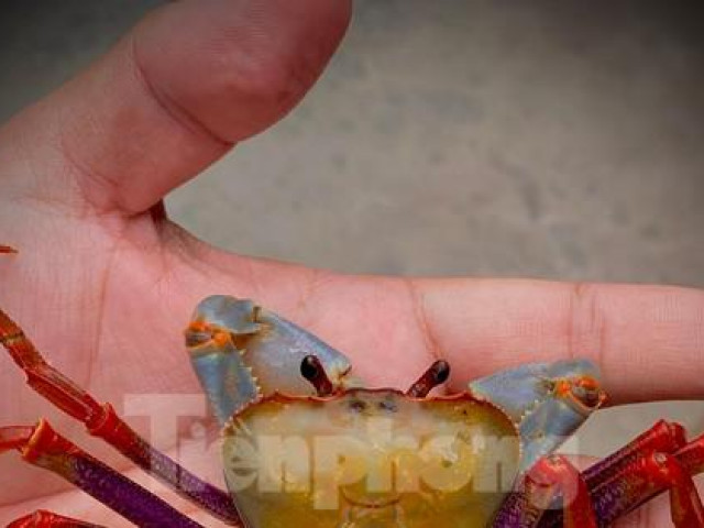 Thị trường - Tiêu dùng - Gác nghề kỹ sư, chàng trai thu tiền tỉ nhờ thú chơi cua cảnh