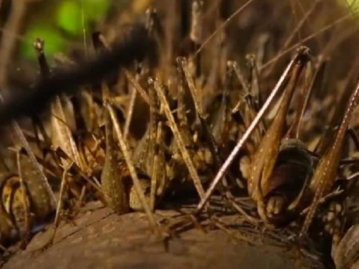 Thị trường - Tiêu dùng - Loài đặc sản được ví như "lộc rừng", 400.000 đồng/kg, không cần chăm kiếm tiền triệu/ngày