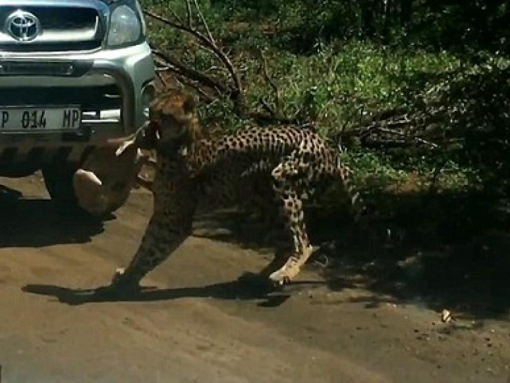 Media - "Chơi trốn tìm" với báo đốm, linh dương non không tránh được kết cục bi thảm
