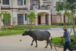 Kinh doanh - Làng nghèo &quot;đổi đời&quot;, mỗi hộ nông dân được phát một biệt thự tiền tỷ