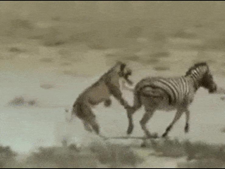 Media - Clip: Ngựa vằn "phản đòn", đá sư tử lật hàm rồi tẩu thoát ngoạn mục