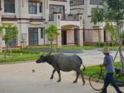 Kinh doanh - Làng nghèo &quot;đổi đời&quot;, mỗi hộ nông dân được phát một biệt thự tiền tỷ