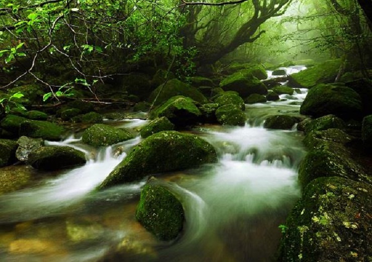 Yakushima – khu rừng tuyết tùng tuyệt đẹp là bối cảnh của bộ phim Công chúa Mononoke nổi tiếng - 3