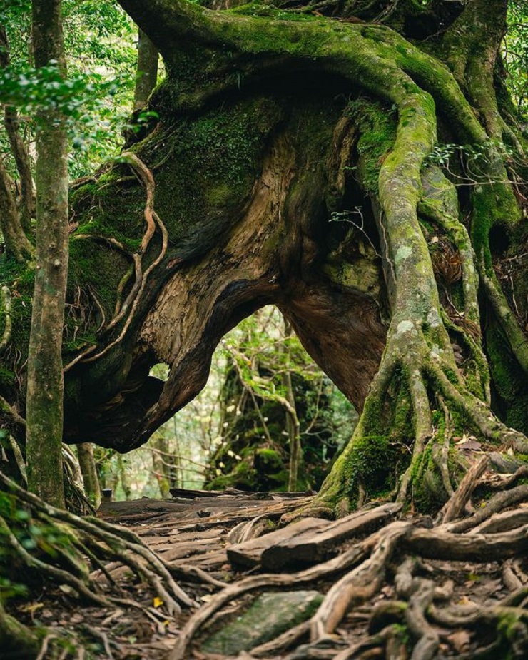 Yakushima – khu rừng tuyết tùng tuyệt đẹp là bối cảnh của bộ phim Công chúa Mononoke nổi tiếng - 2