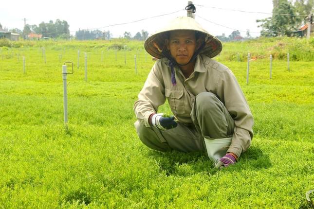 Những khoảnh đất nhiễm mặn đã đượcanh Trần Văn Quân (ở Hoàng Mai, Nghệ An) phủ kín rau nhót Ðứng lên sau thất bại