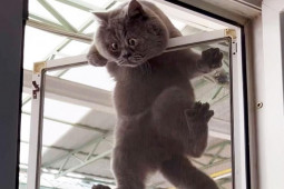 Bạn trẻ - Cuộc sống - Clip: Mèo mắt lé bỗng trở thành “cơn sốt” mạng xã hội