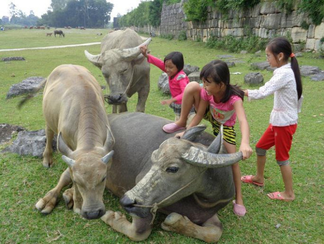 Trẻ em nô đùa bên những chú trâu - Ảnh: Thành nhà Hồ