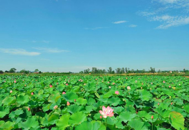 Những đầm sen đẹp hút tầm mắt ở Thành nhà Hồ - Ảnh: Tuấn Minh