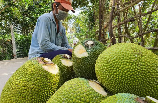 Giá mít Thái tại ĐBSCL đang tăng trở lại.