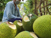 Thị trường - Tiêu dùng - Giá mít Thái, dưa hấu, thanh long tăng vọt khi cửa khẩu phía Bắc hút hàng
